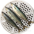 Seafrozen Scomber Japonicus Mackerel Fish In Stock